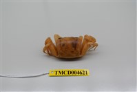 藏品(中華沙蟹)的圖片